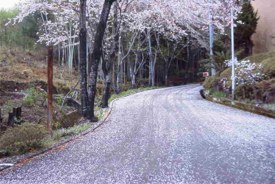 000411sakuramichi01a