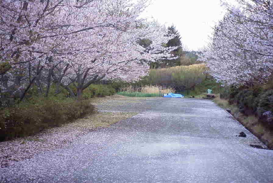 000411sakuramichi05a
